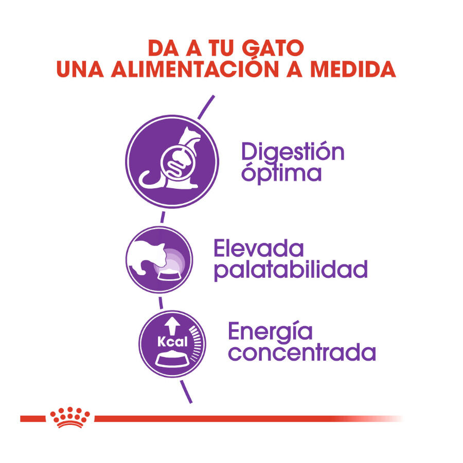 12 kg (10 + 2 kg gr&aacute;tis!) Royal Canin Regular Sensible 33 ra&ccedil;&atilde;o para gatos, , large Imagem n&uacute;mero 4