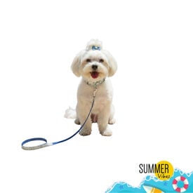 Summer Vibes Pack Trela e Coleira Dolce Vita para C&atilde;es