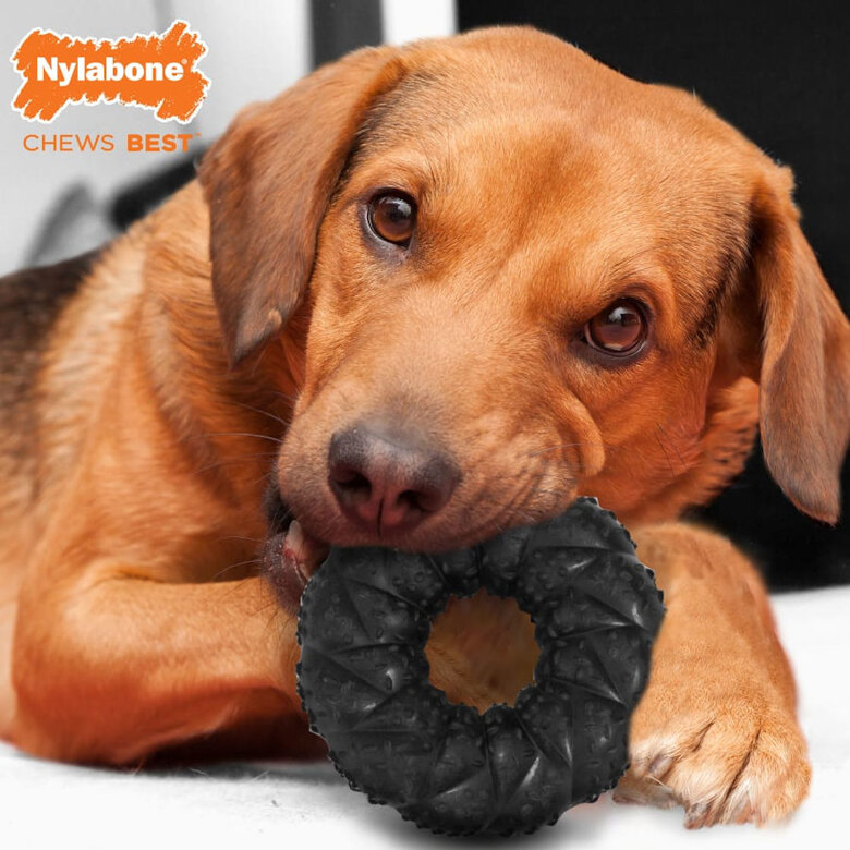 Nylabone Strong Max Braided Chew Anel Mordedor Resistente com Sabor a Carne para cães,  Imagem número 2 Nylabone Strong Max Braided Chew Anel Mordedor Resistente com Sabor a Carne para cães, , large Imagem número 2