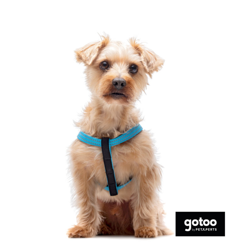 Gotoo Peitoral azul de nylon refletor para cães,  Imagem número 3 Gotoo Peitoral azul de nylon refletor para cães, , large Imagem número 3