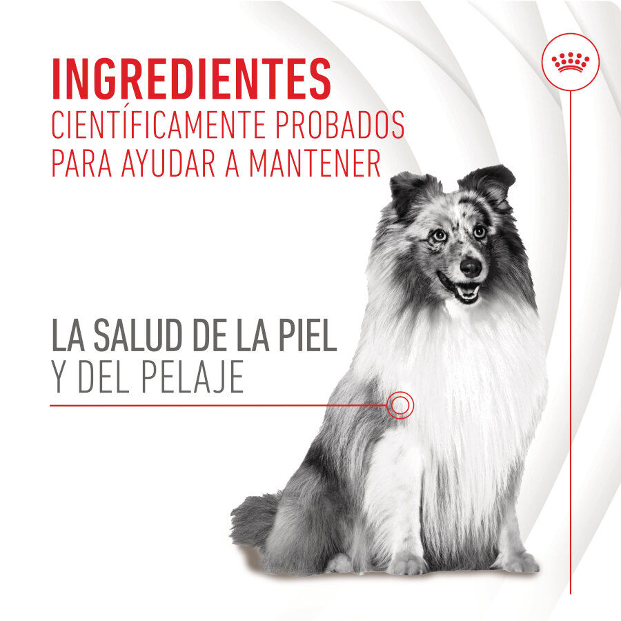 240 g Royal Canin Skin & Coat Chews Suplemento Nutricional Adulto para C&atilde;es, , large Imagem n&uacute;mero 4