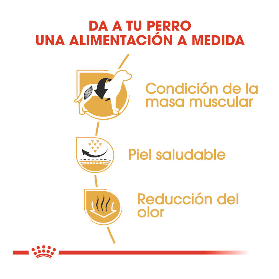 9 kg Royal Canin Adult Buldogue Franc&ecirc;s ra&ccedil;&atilde;o para c&atilde;es, , large Imagem n&uacute;mero 6