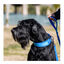 Freedog Cool Pro Tech Trela Azul para cães, , large Indicador imagem número 2