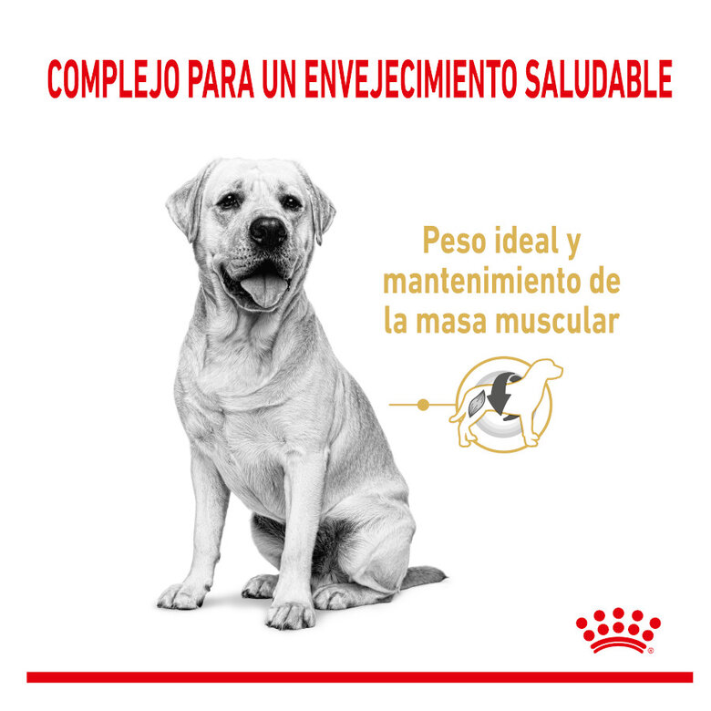 12 kg Royal Canin Adult 5+ Labrador ração para cães,  Imagem número 3 12 kg Royal Canin Adult 5+ Labrador ração para cães, , large Imagem número 3