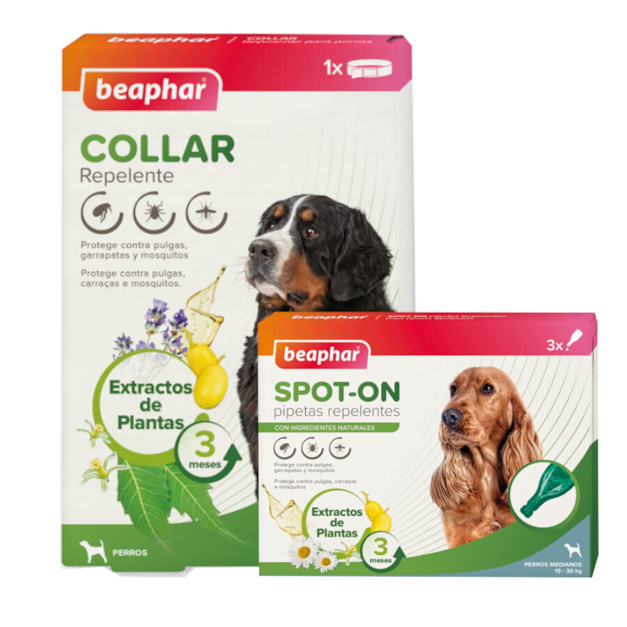 1 coleira x 65 cm + 3 pipetas >15 kg Beaphar Pack com Pipetas e Colar Repelente para C&atilde;es. Pack poupan&ccedil;a!, , large Imagem n&uacute;mero 2