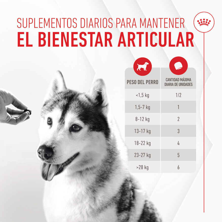 240 g Royal Canin Joint & Ageing Chews Suplemento Nutricional para c&atilde;es com sensibilidade articular, , large Imagem n&uacute;mero 5