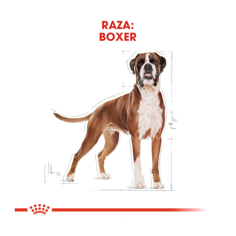 12 kg Royal Canin Adult Boxer ração para cães,  Imagem número 4 12 kg Royal Canin Adult Boxer ração para cães, , large Imagem número 4