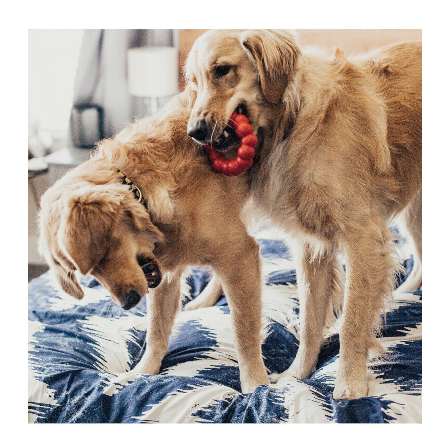 Kong Ring brinquedo mordedor para c&atilde;es, , large Imagem n&uacute;mero 2