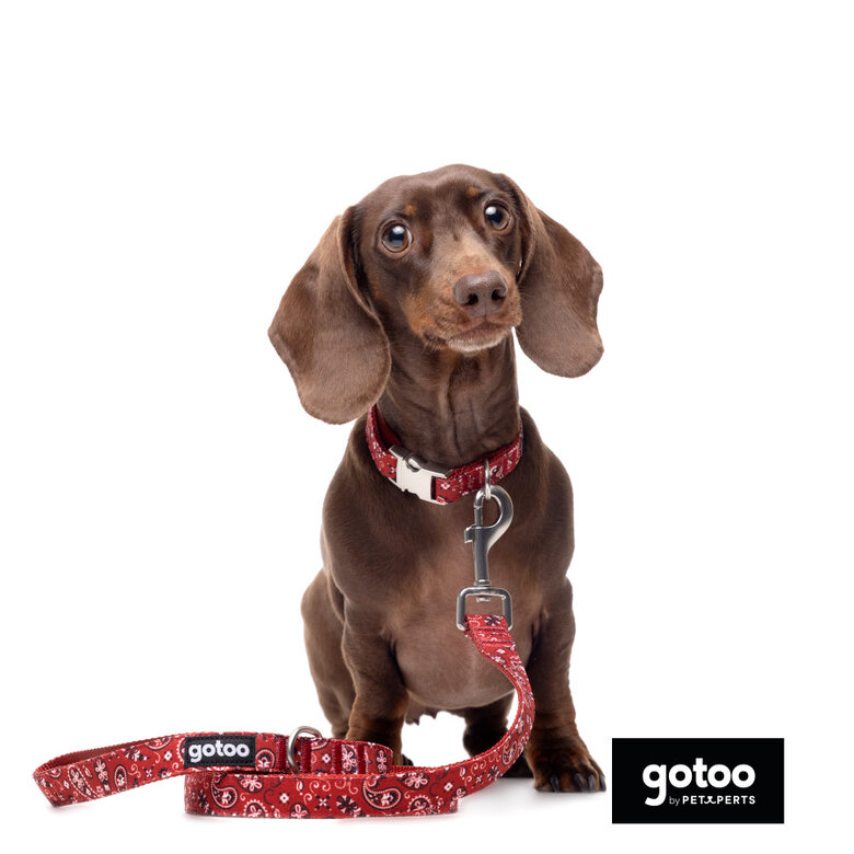 Gotoo Coleira estampada vermelha para cães,  Imagem número 5 Gotoo Coleira estampada vermelha para cães, , large Imagem número 5