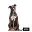 Gotoo Porta sacos estampado leopardo castanho para cães, , large Indicador imagem número 4