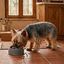 Leeby Comedouro Antivoracidade Azul com Relevo de Pata para c&atilde;es, , large Indicador imagem n&uacute;mero 1