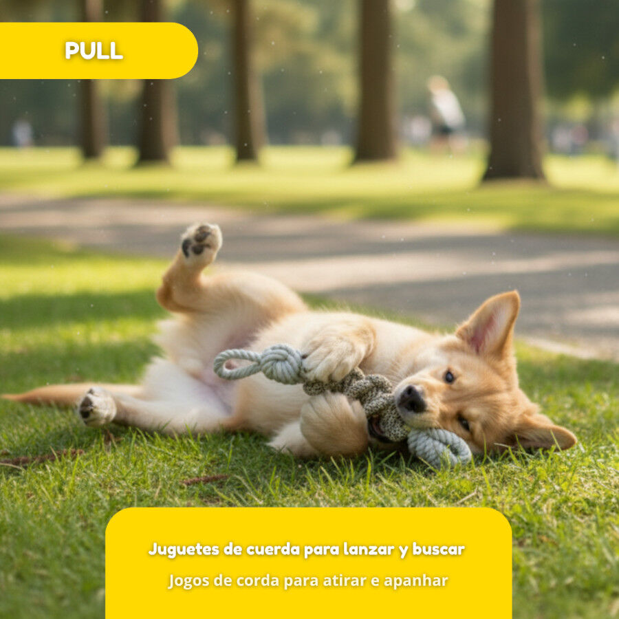Tootoy! Pull Brinquedo de corda com n&oacute; para c&atilde;es, , large Imagem n&uacute;mero 5