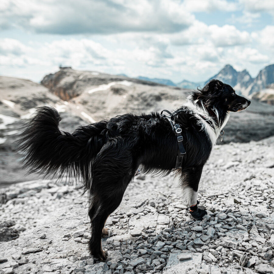 Non-stop dogwear Bota protetora preta e laranja para c&atilde;es, , large Imagem n&uacute;mero 5