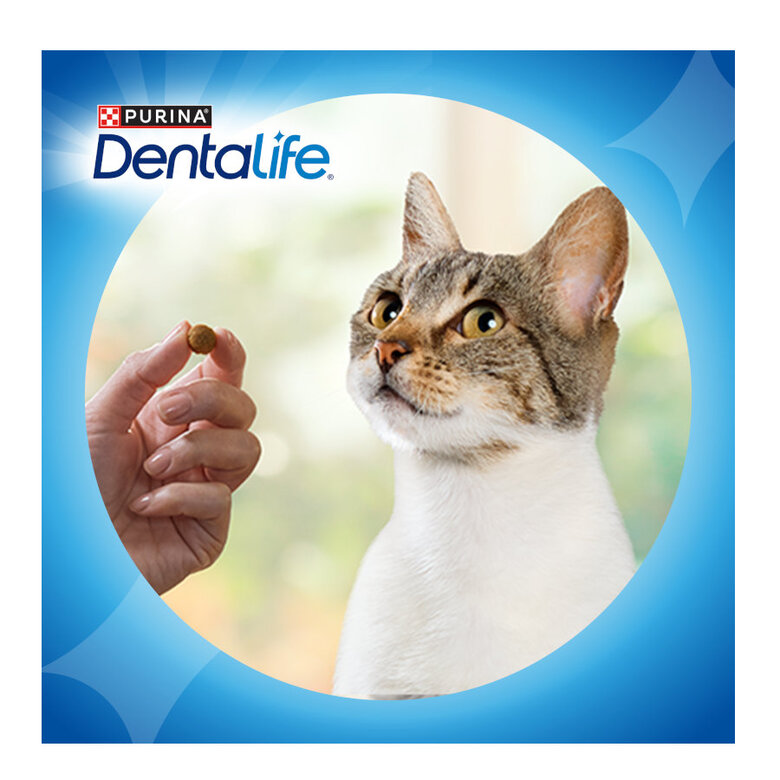 40 g Dentalife Snack Dentários Frango para gatos,  Imagem número 8 40 g Dentalife Snack Dentários Frango para gatos, , large Imagem número 8