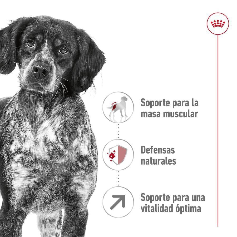 15 kg Royal Canin Medium 7+ Adult ra&ccedil;&atilde;o para c&atilde;es seniores, , large Imagem n&uacute;mero 5