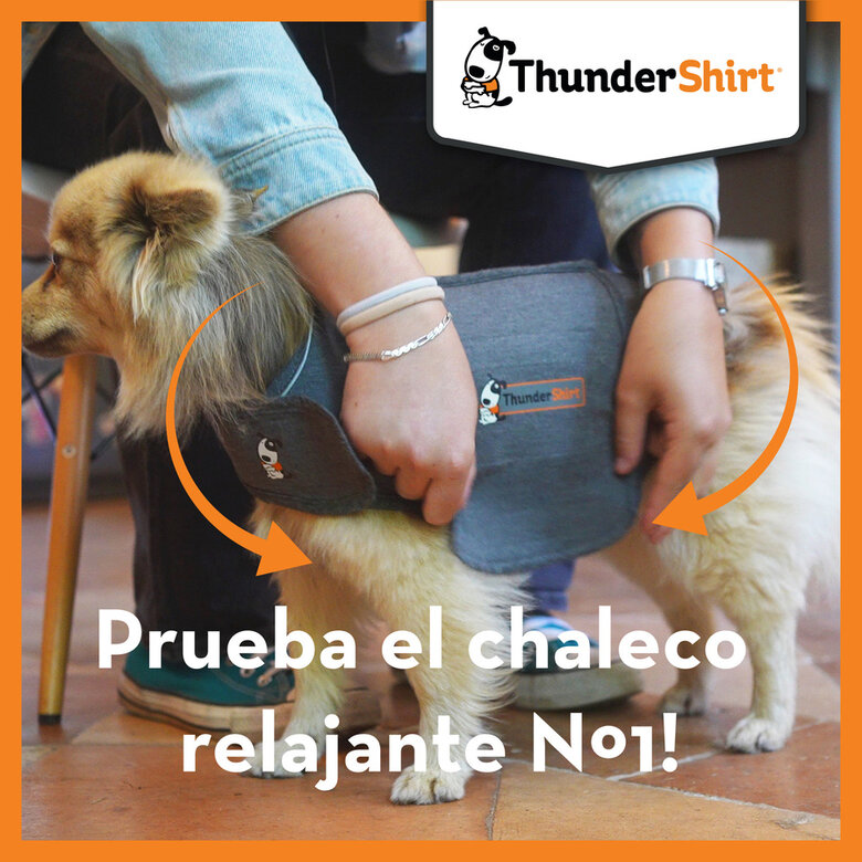 Thundershirt Colete Anti-Stress para cães,  Imagem número 6 Thundershirt Colete Anti-Stress para cães, , large Imagem número 6
