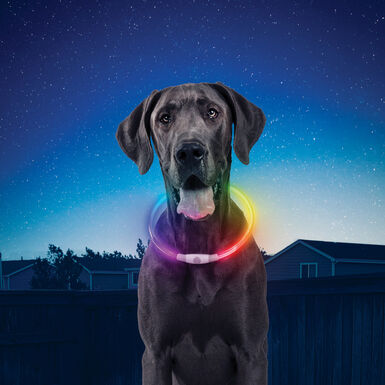 Nite Ize Nite Howl Disc-O-Select LED Coleira para cães 