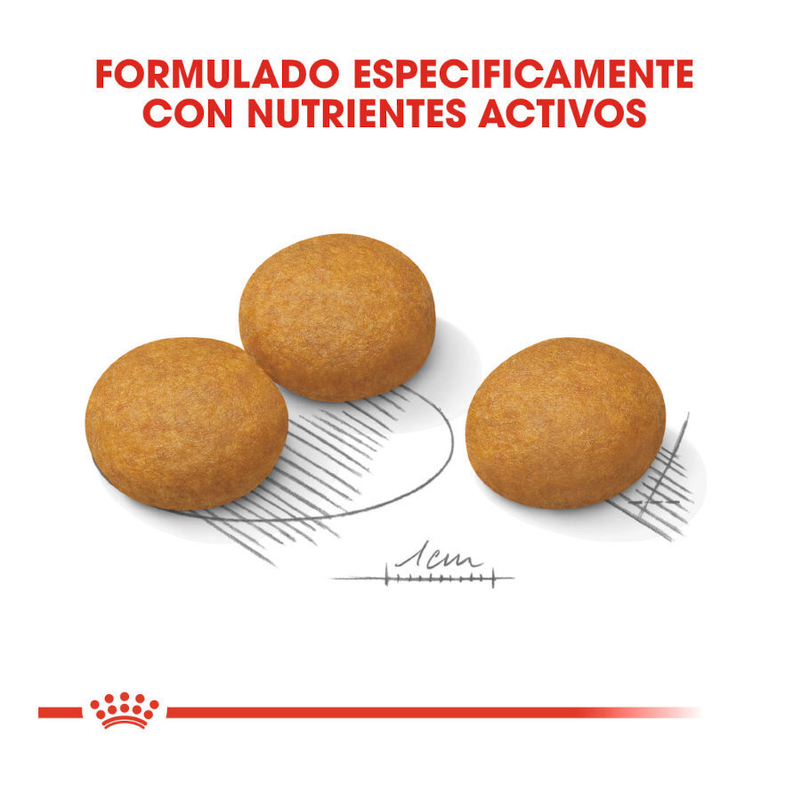 12 kg Royal Canin Maxi Dermacomfort ra&ccedil;&atilde;o para c&atilde;es, , large Imagem n&uacute;mero 4