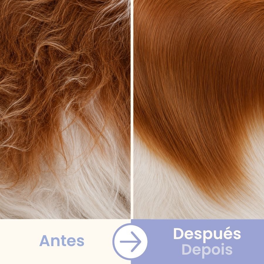 Bloob Pente de dupla face para c&atilde;es, , large Imagem n&uacute;mero 5