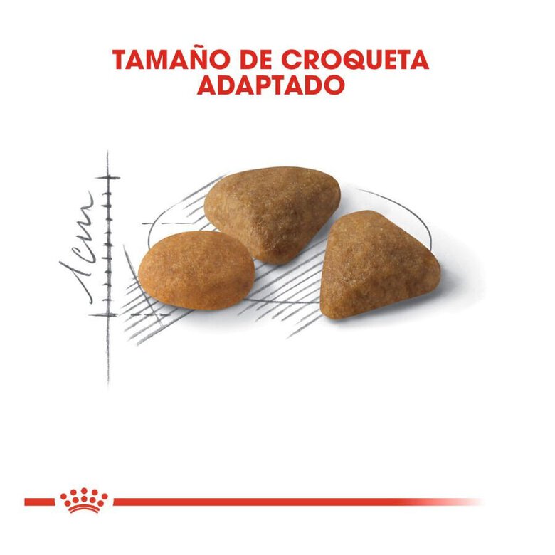 10 kg Royal Canin Adult Exigent Savour ração para gatos,  Imagem número 3 10 kg Royal Canin Adult Exigent Savour ração para gatos, , large Imagem número 3
