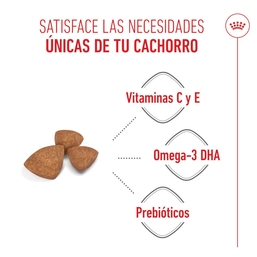 3 kg Royal Canin X-Small Puppy ra&ccedil;&atilde;o para c&atilde;es, , large Imagem n&uacute;mero 4