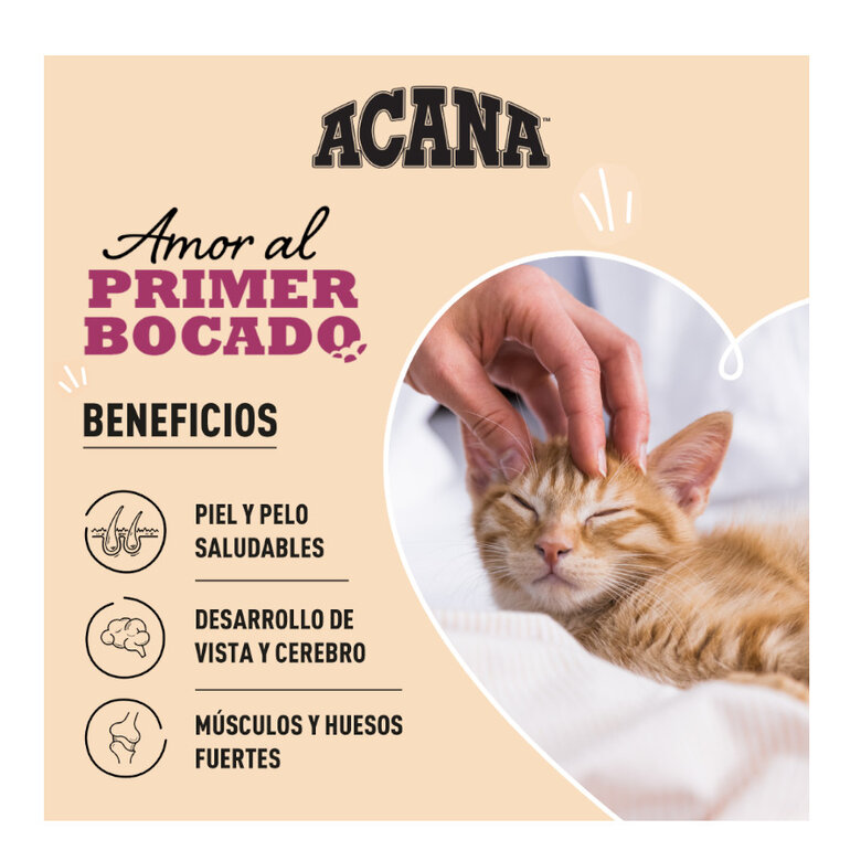 1.8 kg Acana Highest Protein frango, peru e salmão ração para gatinhos,  Imagem número 2 1.8 kg Acana Highest Protein frango, peru e salmão ração para gatinhos, , large Imagem número 2