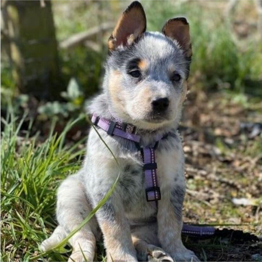Halti Peitoral de Passeio Roxo para c&atilde;es, , large Imagem n&uacute;mero 2
