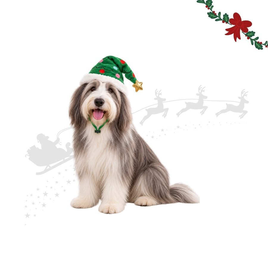 Wonder Christmas Gorro de Natal para c&atilde;es, , large Imagem n&uacute;mero 1