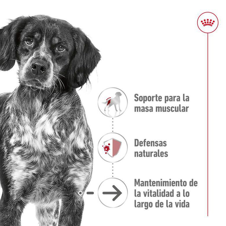 15 kg Royal Canin Medium 10+ Ageing ra&ccedil;&atilde;o para c&atilde;es, , large Imagem n&uacute;mero 6