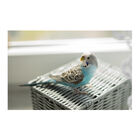 Suplemento alimentar Beaphar para aves Cálcio, , large image number null