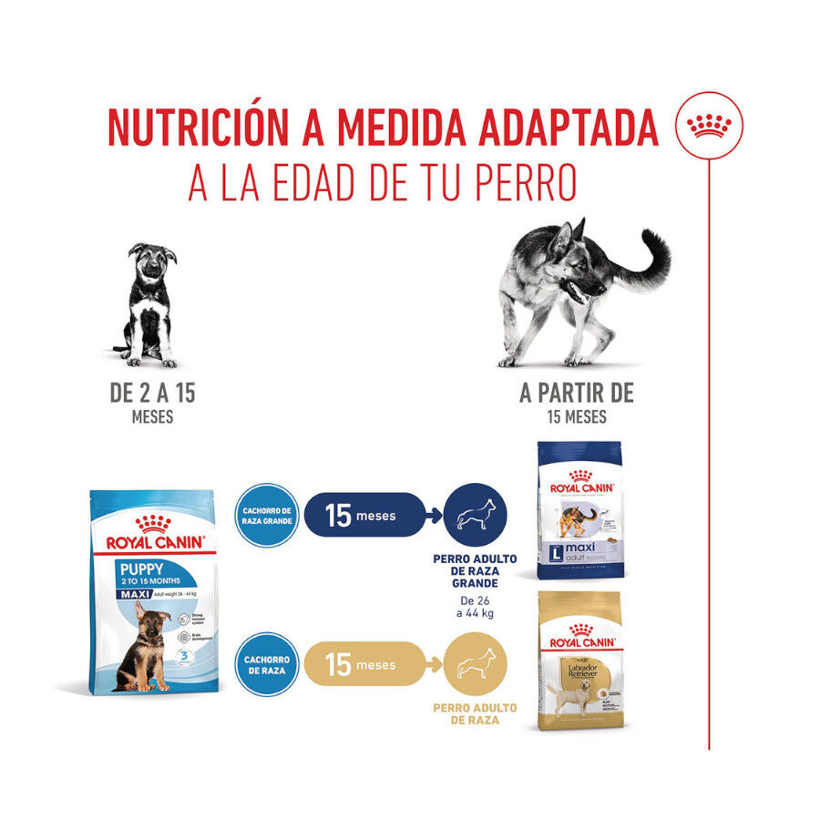 4 kg Royal Canin Puppy Maxi ra&ccedil;&atilde;o para c&atilde;es, , large Imagem n&uacute;mero 8
