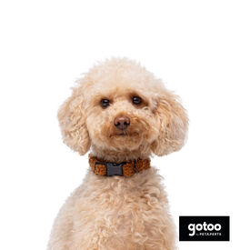 Gotoo Coleira veludo castanho para cães