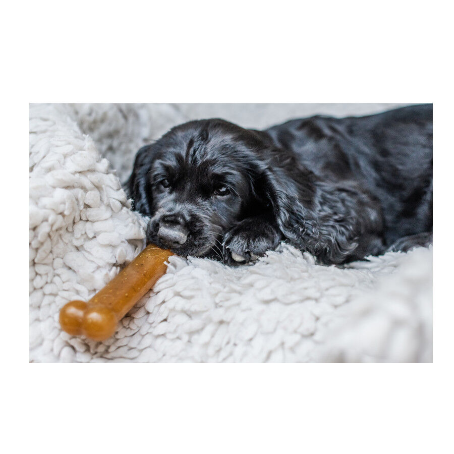 Nylabone Chew Frango Osso Mordedor para cachorros, , large Imagem n&uacute;mero 5