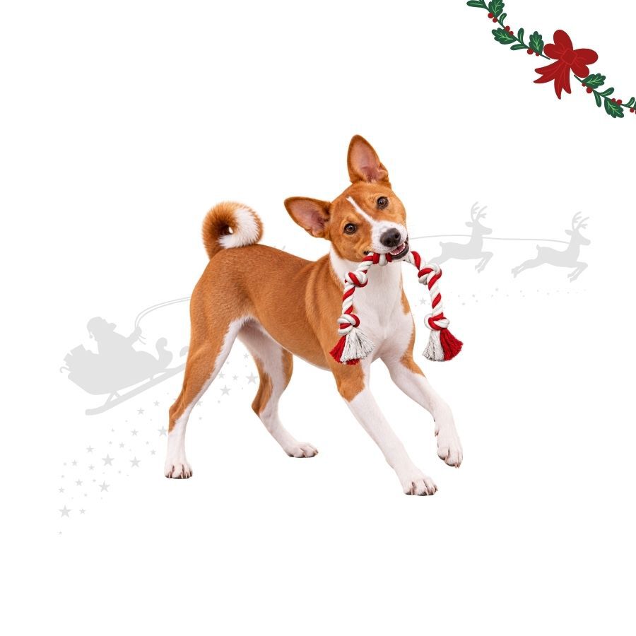 Wonder Christmas Corda em Forma de Rebu&ccedil;ado Brinquedo para c&atilde;es, , large Imagem n&uacute;mero 1
