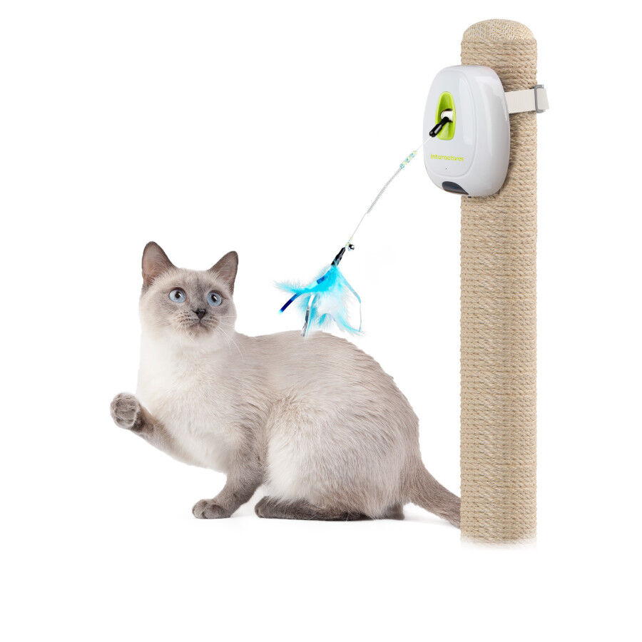 All For Paws Interactives Jumpin Wand Brinquedo para gatos, , large Imagem n&uacute;mero 1