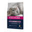 Eukanuba Kitten ração para gatinhos, , large Indicador imagem número 1