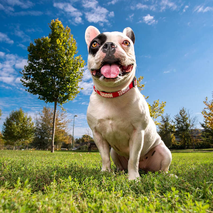 Disney Premium Marvel coleira para c&atilde;es, , large Imagem n&uacute;mero 3