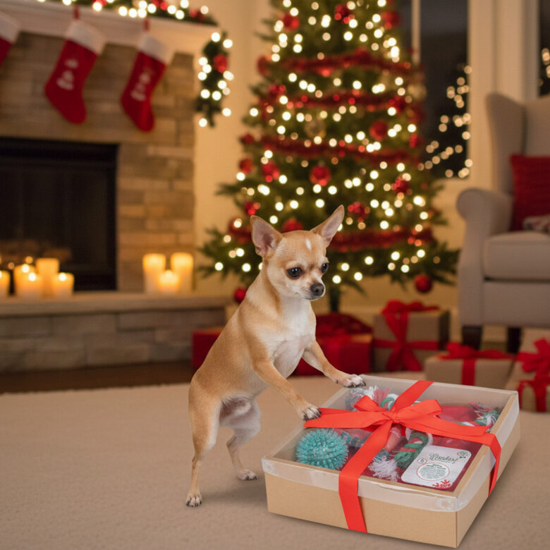 Wonder Christmas Caixa de Brinquedos de Natal para Cães,  Imagem número 3 Wonder Christmas Caixa de Brinquedos de Natal para Cães, , large Imagem número 3