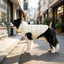 Goto Casaco Acolchoado Revers&iacute;vel para c&atilde;es, , large Indicador imagem n&uacute;mero 1