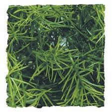 Zoo Med Casuarina plantas para terrarios Imagem n&uacute;mero 1