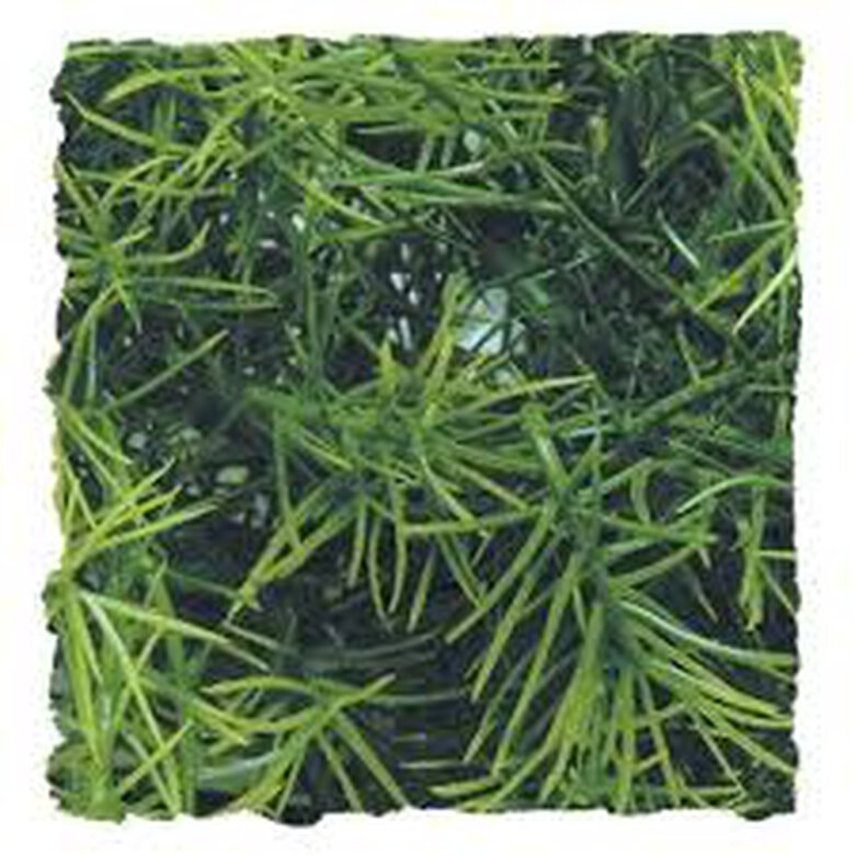 Zoo Med Casuarina plantas para terrarios image number null