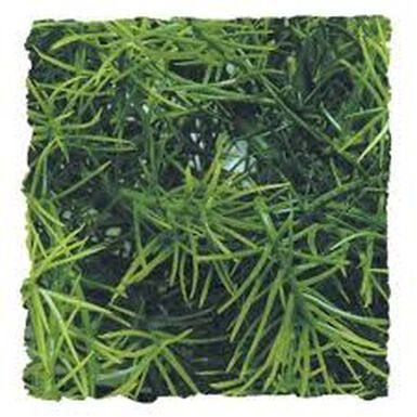 Zoo Med Planta Ariticial Casuarina para terrários