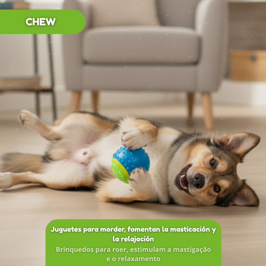 Tootoy! Chase Bolas dos 5 sentidos m&eacute;dia para c&atilde;es, , large Imagem n&uacute;mero 7