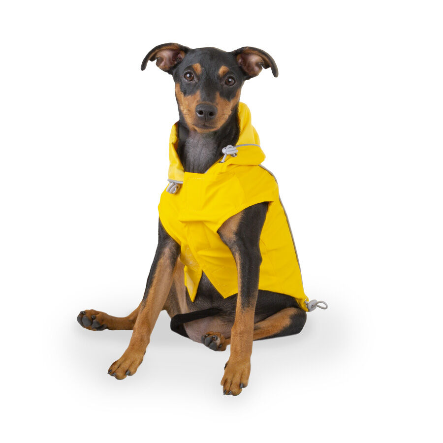 Outech Fisher Capa de chuva amarela para c&atilde;es, , large Imagem n&uacute;mero 1