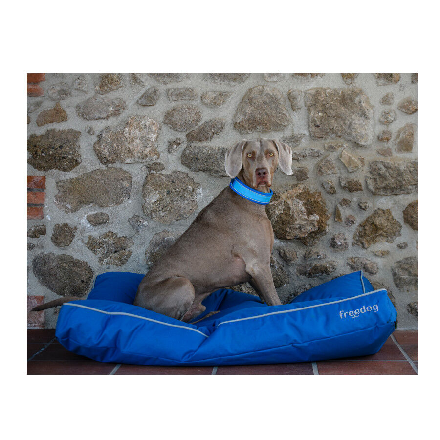 Freedog Cool Pro Tech Coleira Azul para c&atilde;es, , large Imagem n&uacute;mero 4