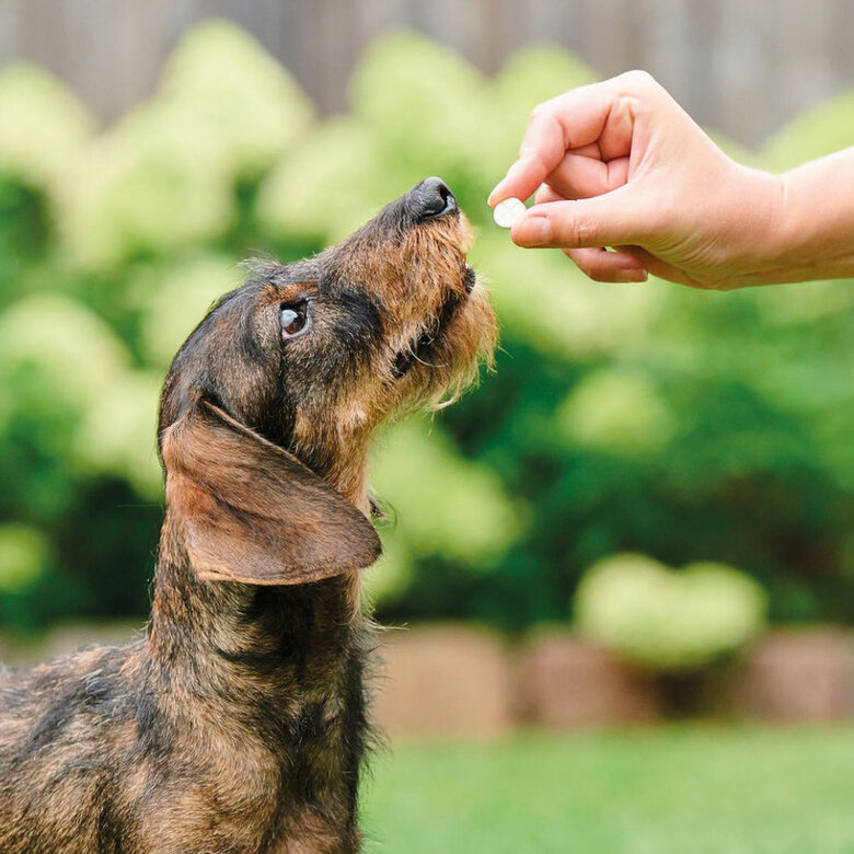 Beaphar desparasitante interno natural para cães,  Imagem número 6 Beaphar desparasitante interno natural para cães, , large Imagem número 6