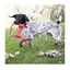 Kong Goodie Bone Osso com corda para cães, , large Indicador imagem número 2