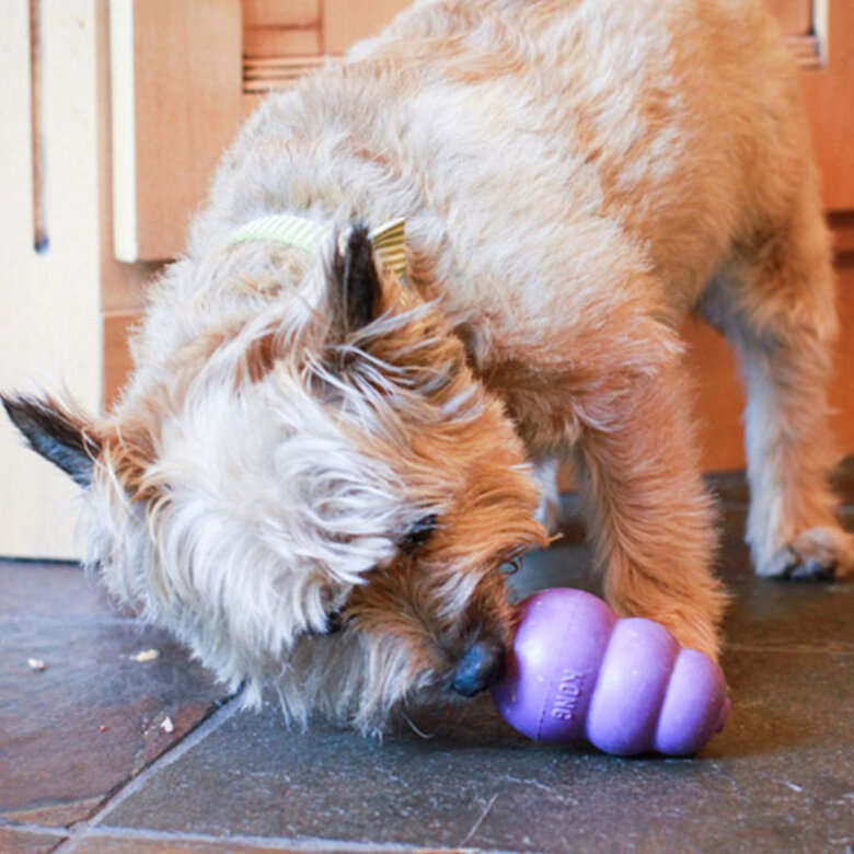 Kong Senior Mordedor para cães,  Imagem número 2 Kong Senior Mordedor para cães, , large Imagem número 2