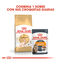 10 kg Royal Canin Adult Sphynx ração para gatos, , large Indicador imagem número 3