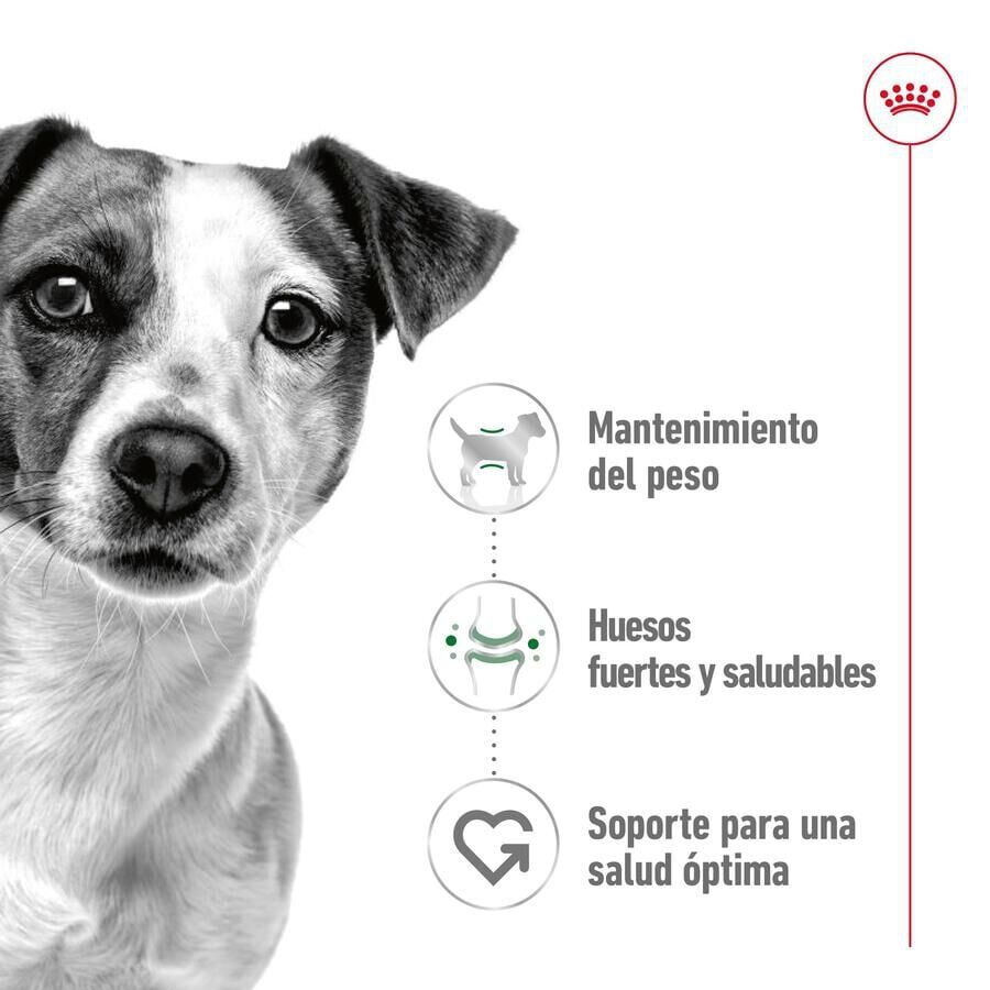 85 g Royal Canin Mini Adult saqueta em molho para c&atilde;es, , large Imagem n&uacute;mero 3
